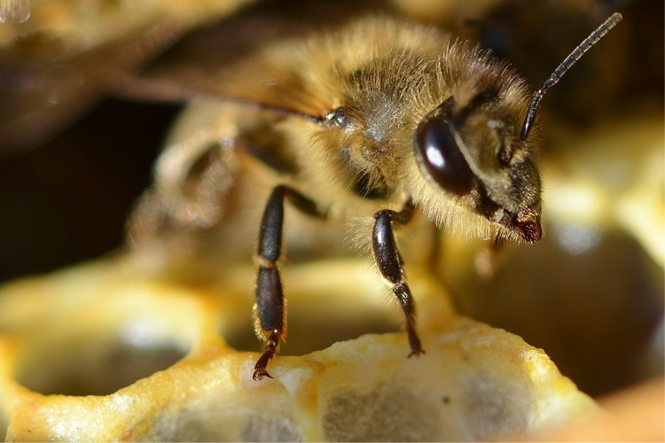 Bee chewing on wax with its mandibles