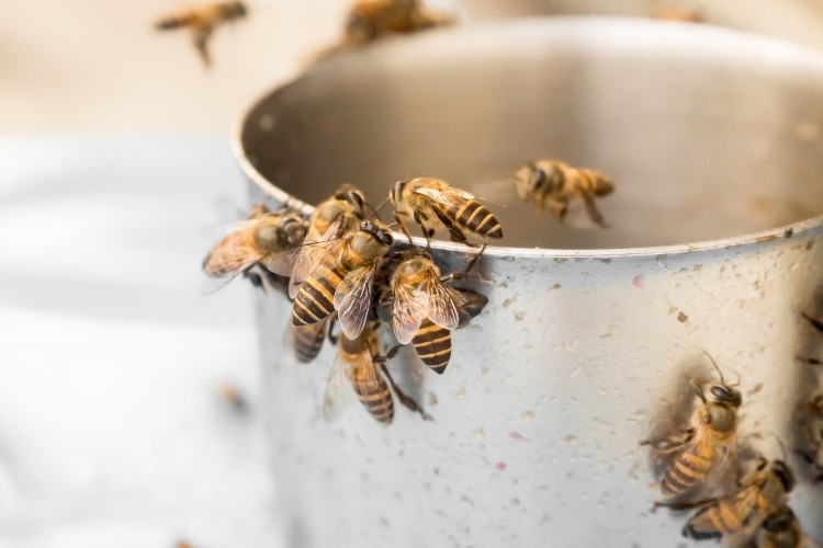 Honey bees landing on a pot