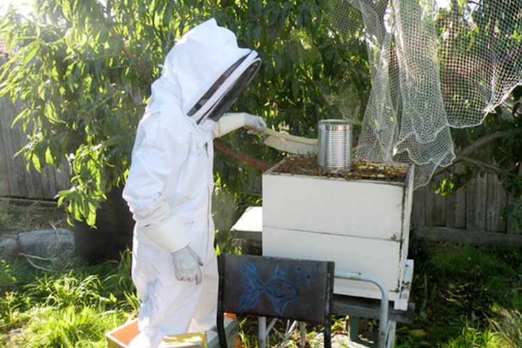 Beekeeper placing sugar syrup inside open hive