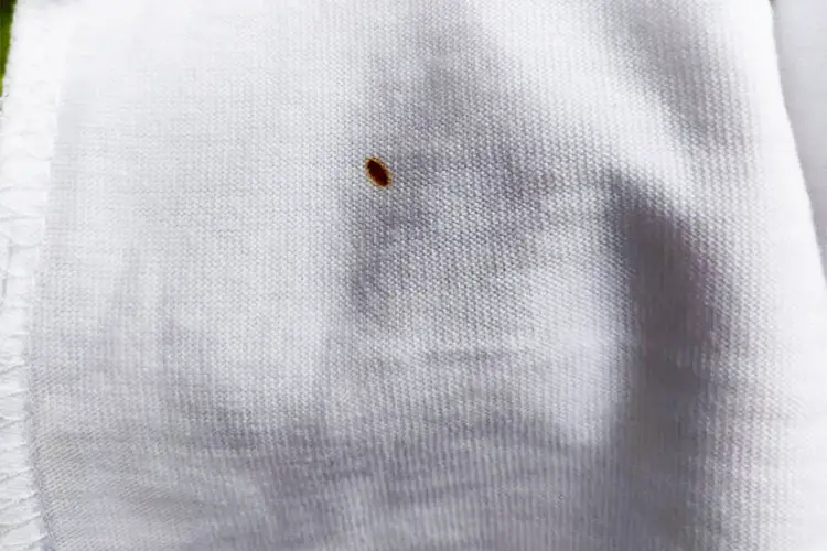 Small spot of bee poop on white linen