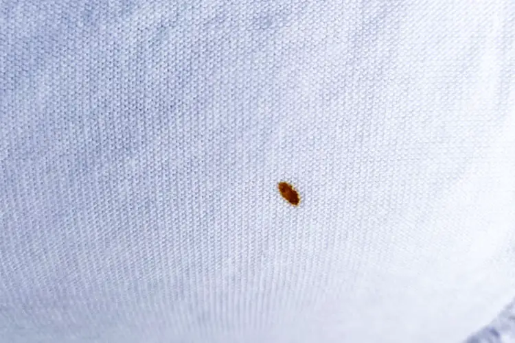 Close-up of bee poop on white sheet
