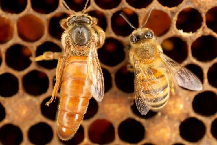 Queen bee on a frame next to a worker bee, showing the difference in size between the two