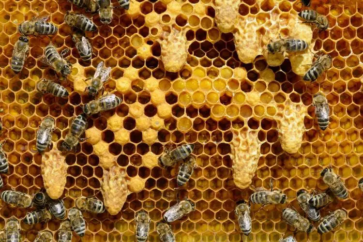 Frame with capped brood, closed queen cells, and worker bees