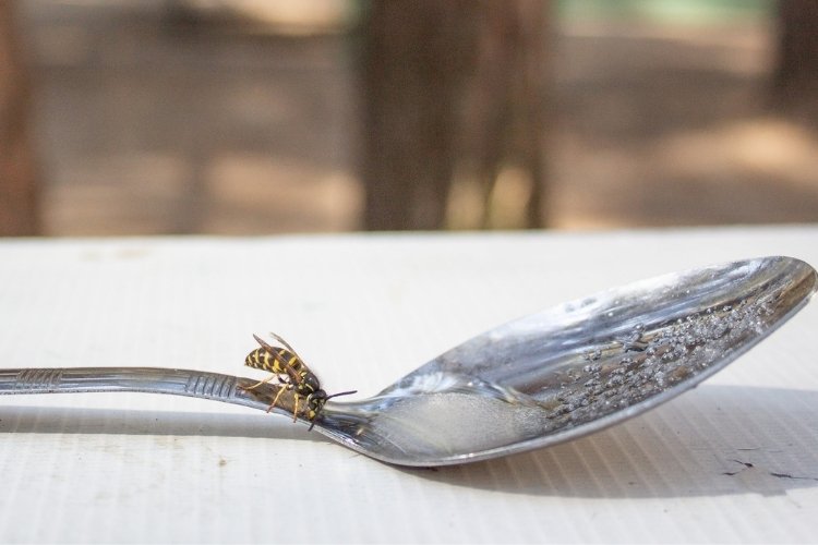Honey bee eating sugar water from a spoon