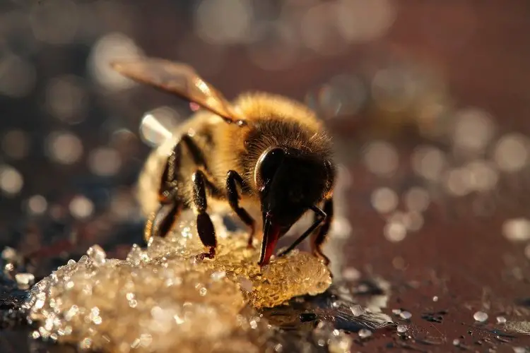 Honey bee eating sugary substance