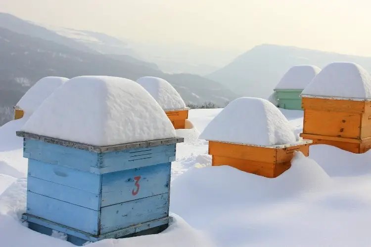 Beehives covered in snow on a cold winter's day
