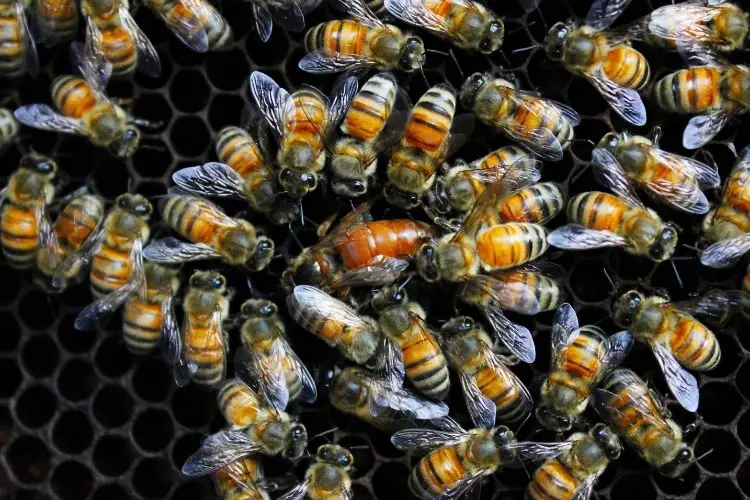 Queen bee being surrounded by a swarm of worker bees