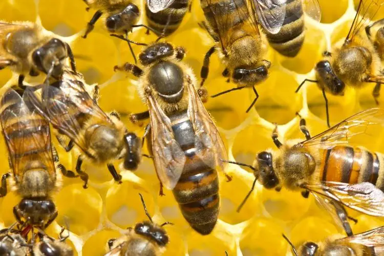 Queen bee on wax frame, surrounded by workers