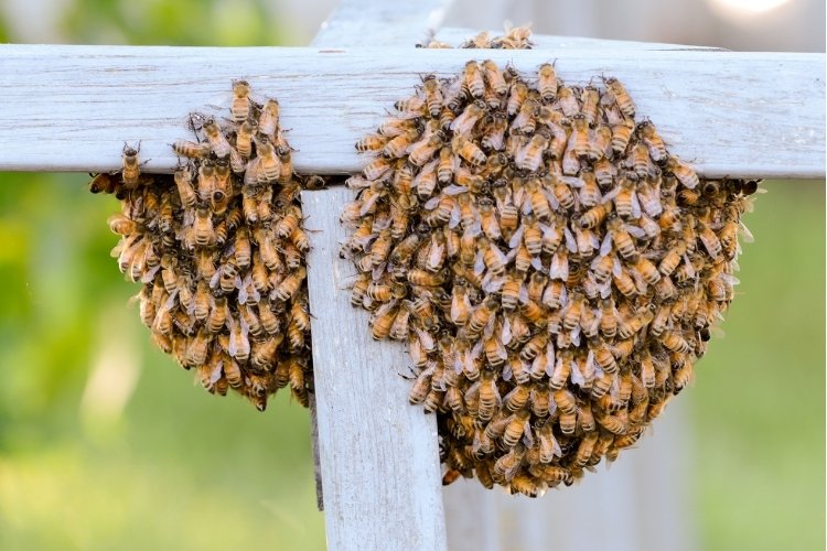 Bee swarm gathered on a fence post