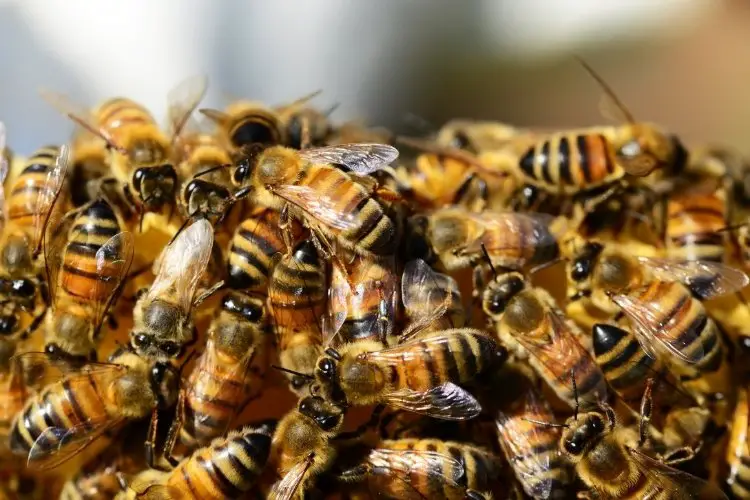 Group of worker bees climbing on top of one another
