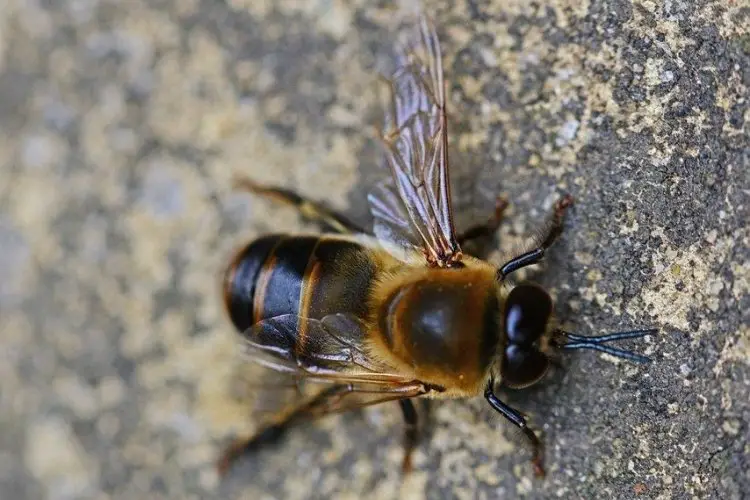 Close up of a drone or male honey bee