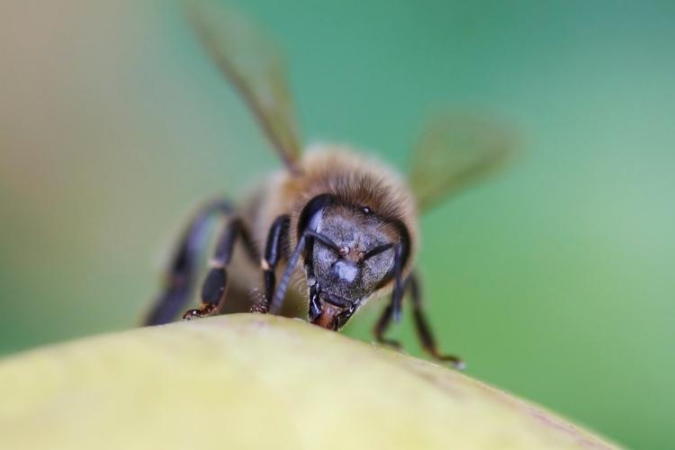 Worker bee biting the surface of an unknown green object with its mandibles