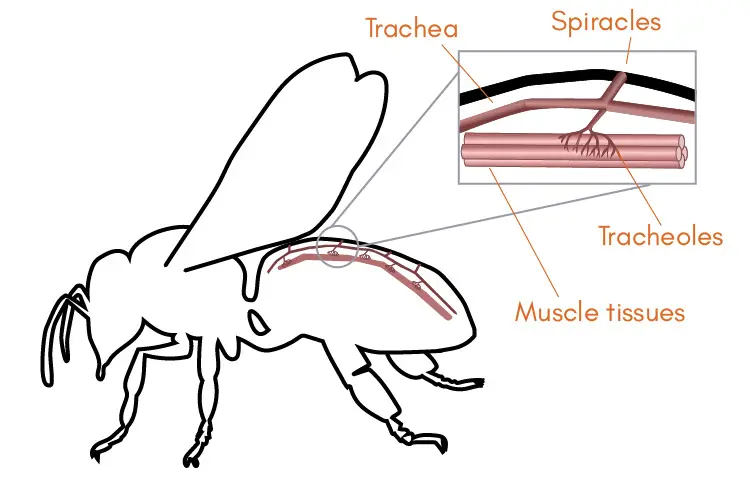 Diagram of a bee's respiratory system illustrating the organs they use to breathe