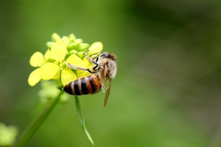 Worker bee on top of a yellow flower