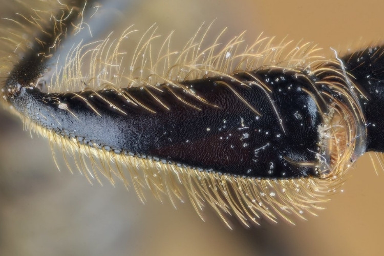 Close up photo of the Corbicula or pollen basket located in the tibia of a worker bee's leg