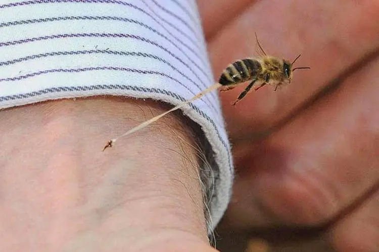 Bee taking flight after stinging a human on the arm, causing their insides to get ripped out