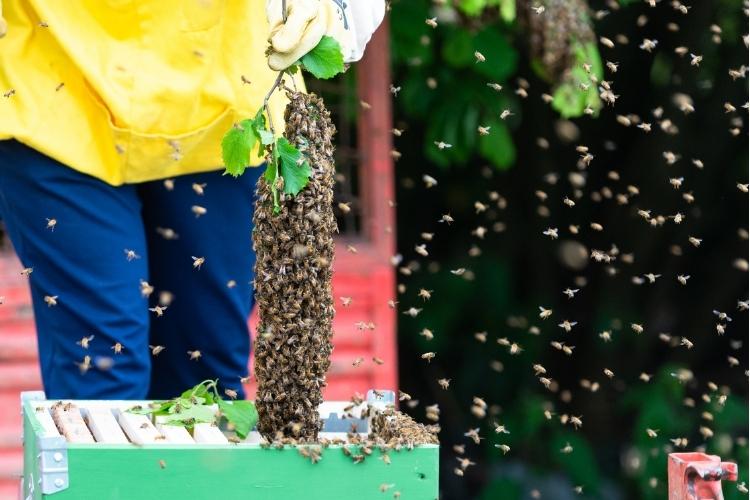 Beekeeper placing an angry swarm of bees inside a box