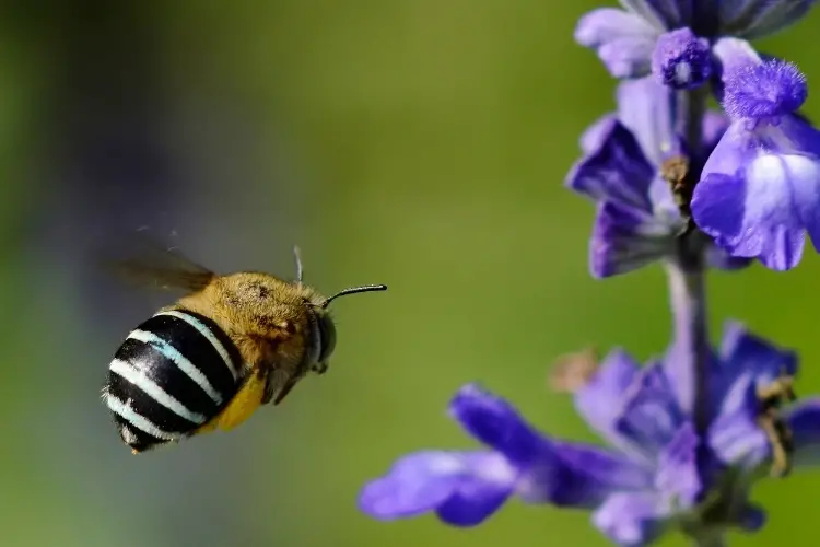 Female blue banded bee flying towards a flower