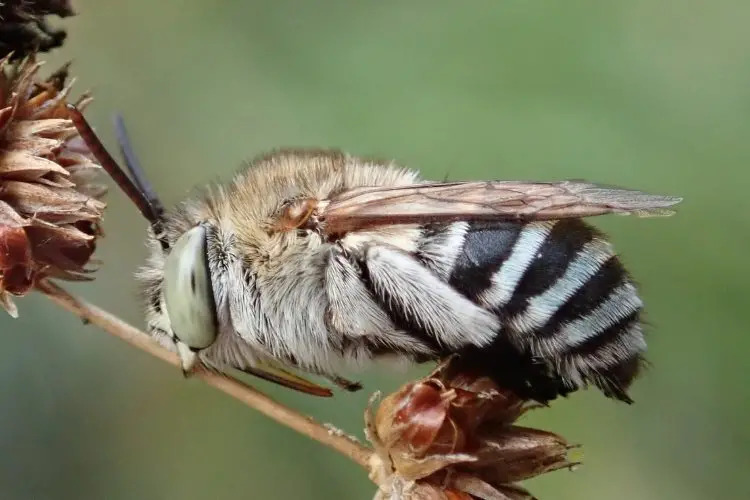 Male blue banded bee on a twig