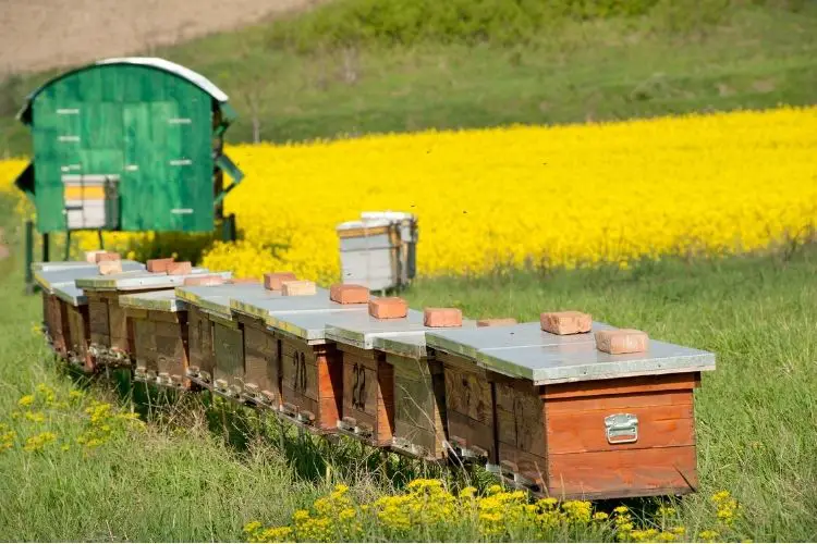 A row of beehives in a field of a farm