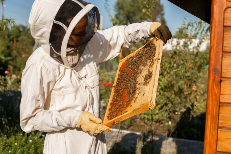 image of a beekeeper holding up a frame of honey 