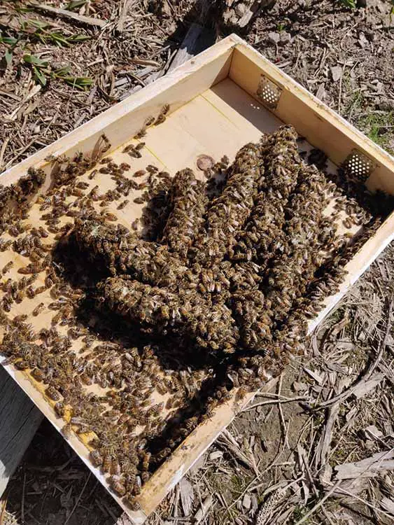 Burr comb on bottom boards of beehive surrounded by honey bees