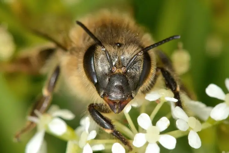 close up of the head of a honey bee and its mandibles.