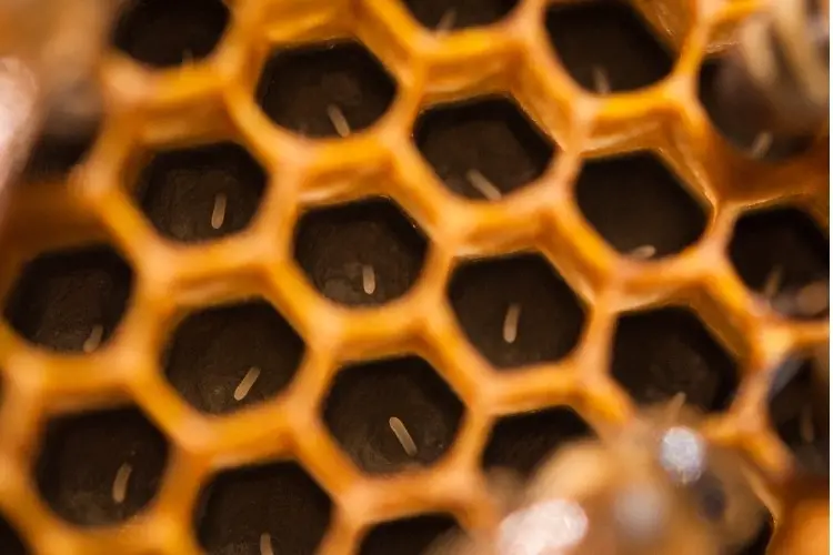 Image of comb cells with honey bee eggs inside