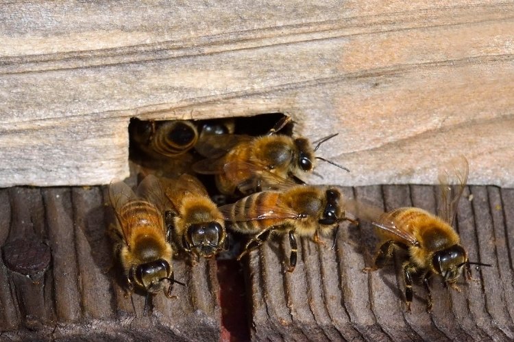 Photo of worker honey bees at the entrance of the beehive