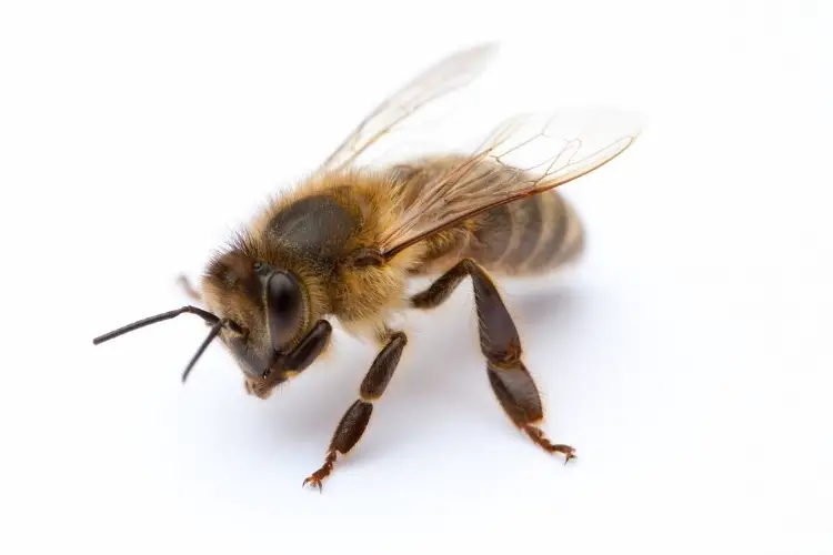 Foto de una abeja melífera de costado con sus patas media y trasera