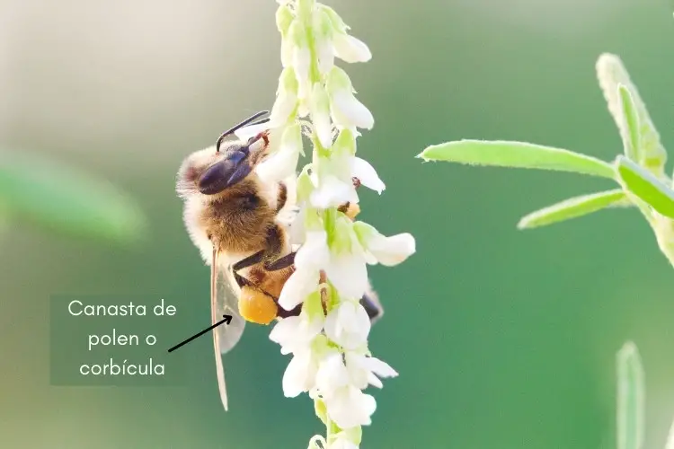 foto de una abeja melífera con su canasta de polen o corbícula llena