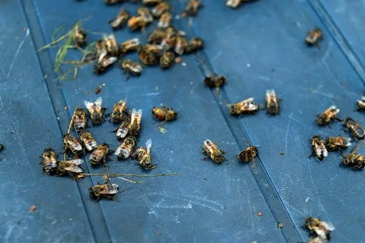 Dead bees on the ground