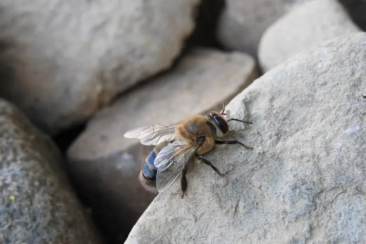 A honey bee drone perched on a rock