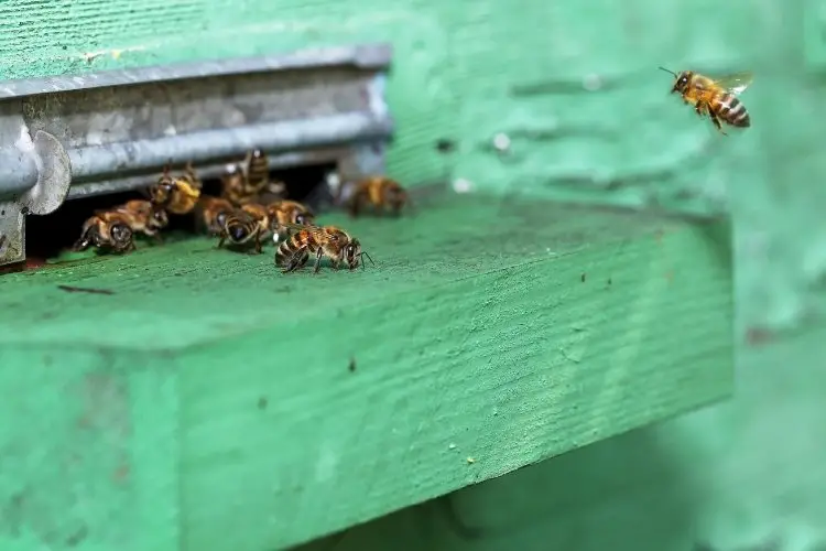 Worker bees standing guard at the hive entrance