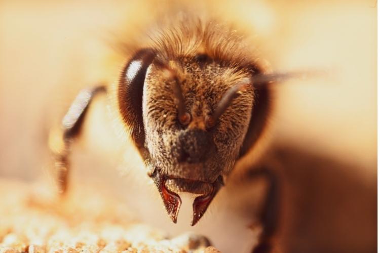 Close-up photo of the face of a worker honey bee and her spoon-like mandibles or jaws. 