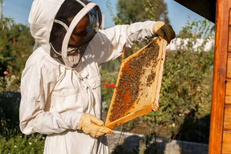 A beekeeper inspecting a hive, dressed in a full bee suit and gloves