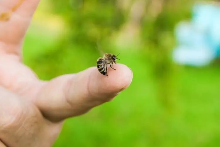 A honey bee perched on someone's finger