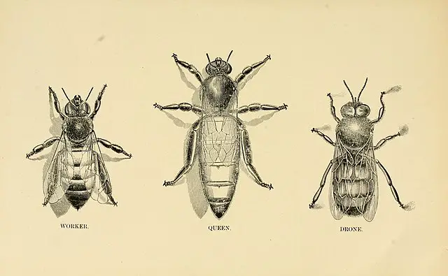 A hand-drawn image of a drone, queen and worker bee