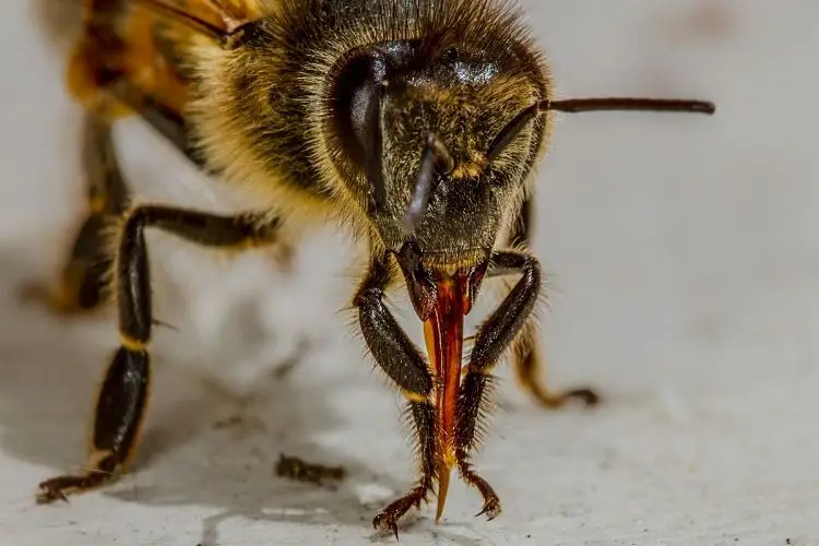 A worker bee's proboscis (tongue)