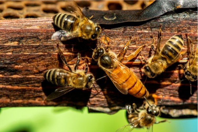 An image of a queen bee next to worker bees