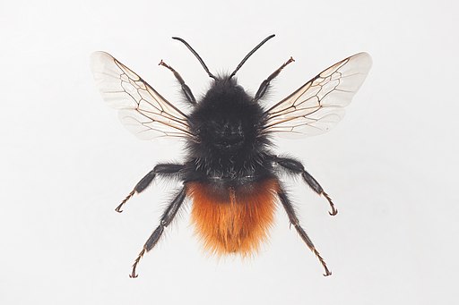 Photo of an alpine bumblebee, a bee species that can fly at high altitudes