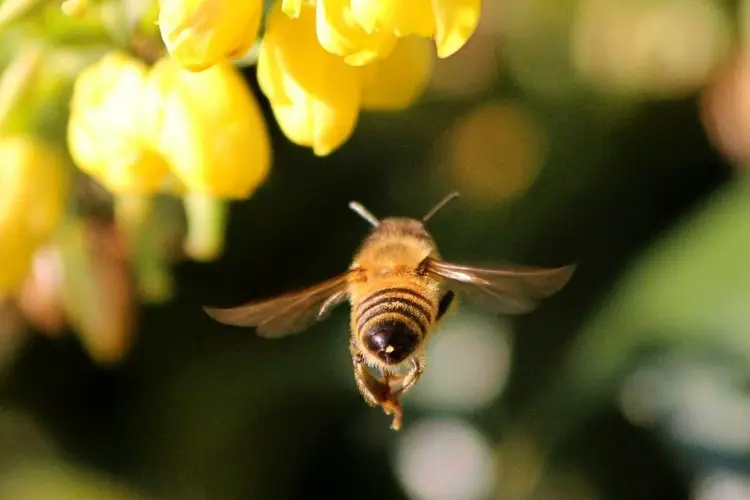 Honey bee flying towards a flower