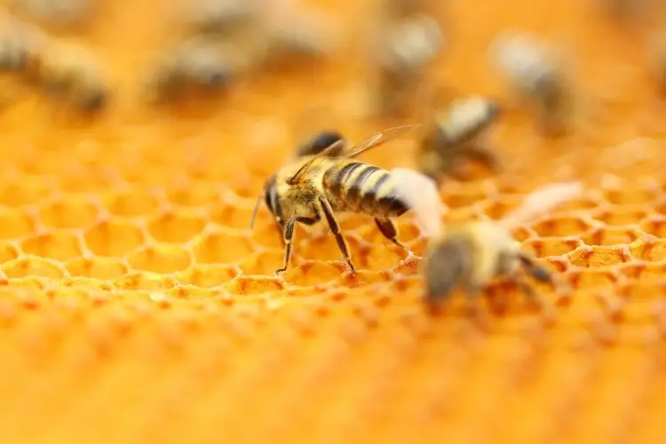 Photo of honey bee on honeycomb 