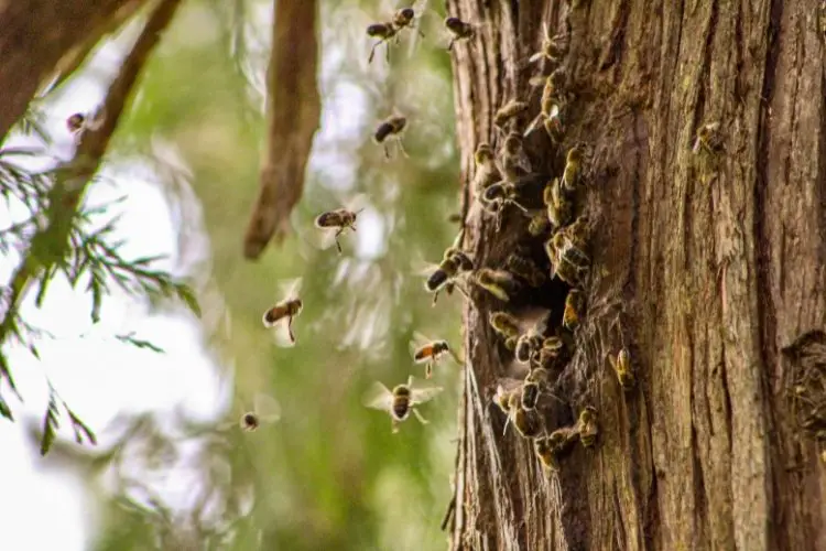 Image of a bee nest in the cavity of a tree
