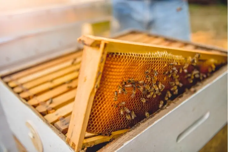 Image of a beehive super and one frame with honeycomb and bees
