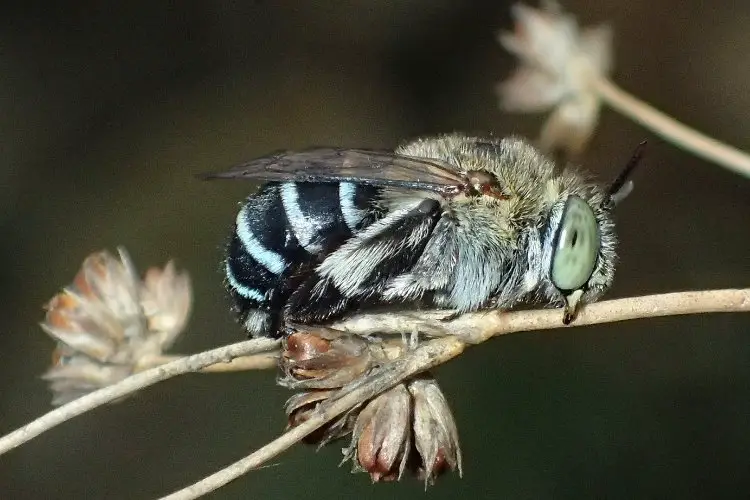 Photo of a male blue banded bee sleeping on a twig