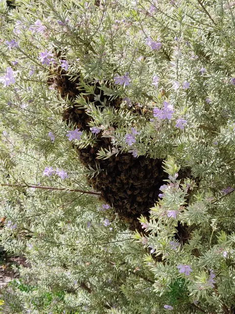 Swarm of bees clustered on tree branch