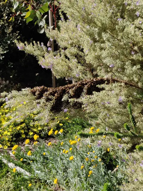 Scout bees left behind on a branch after a swarm