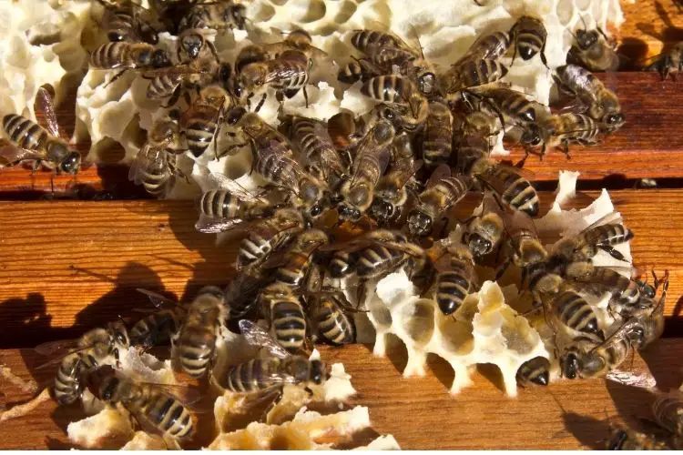Bees building unwanted comb, also known as burr comb, on top of beehive frames 