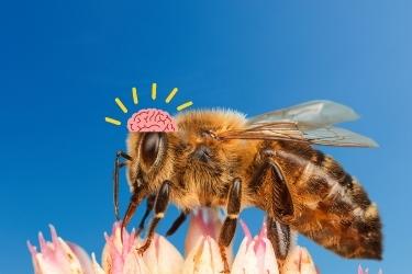 honey bee on a flower with illustration of a brain on a blue background